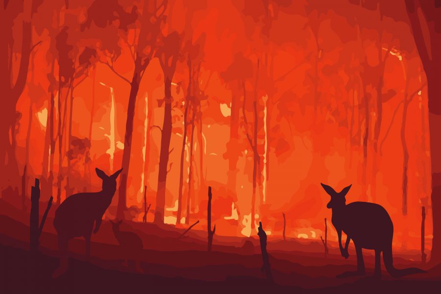 In recent years Australian wildlife populations have been devastated by extreme weather events including fires and floods.